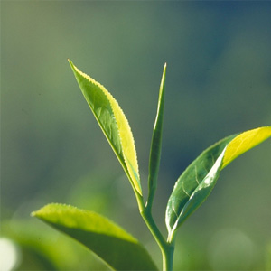 طبیعی