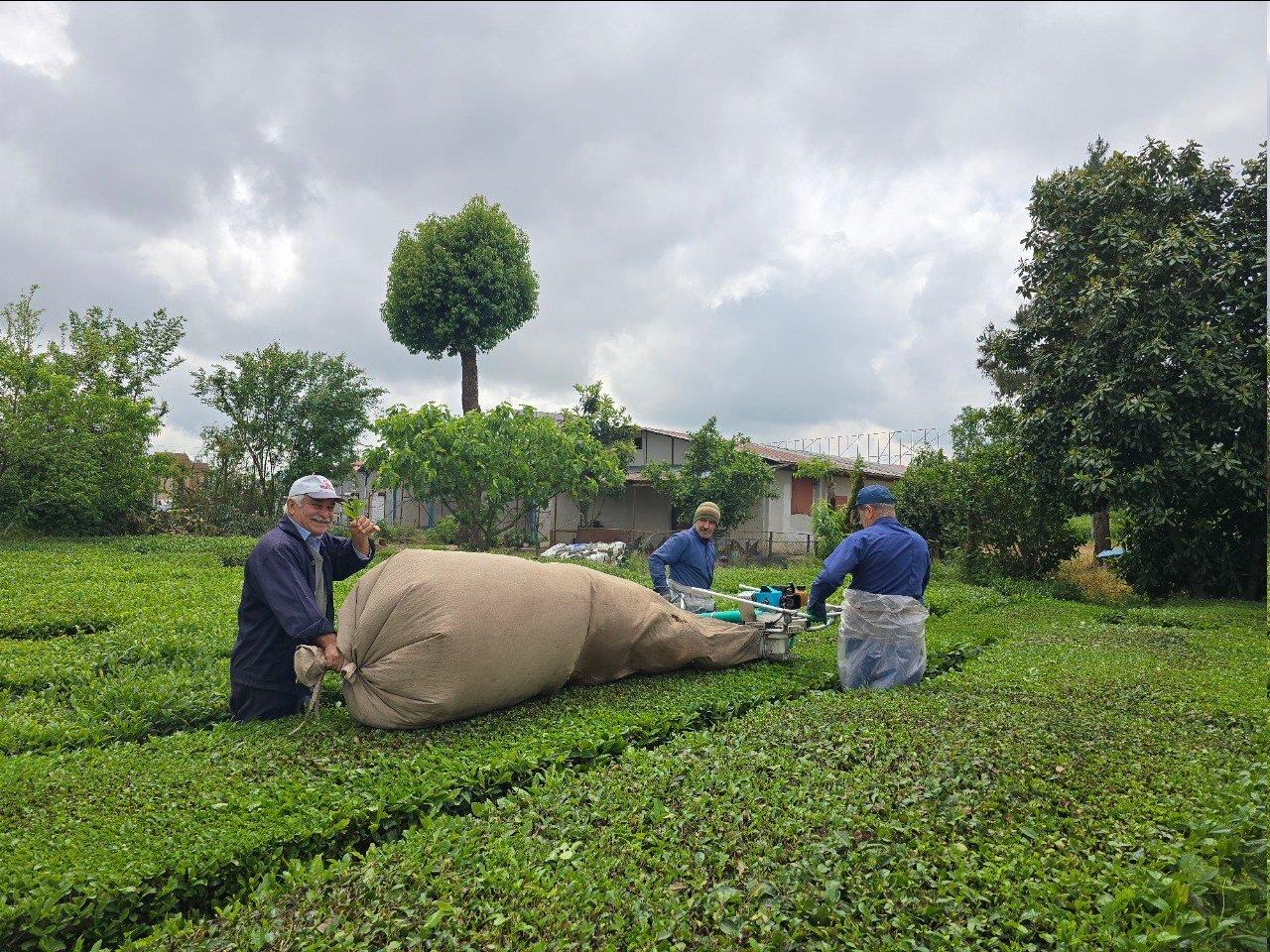 چای1
