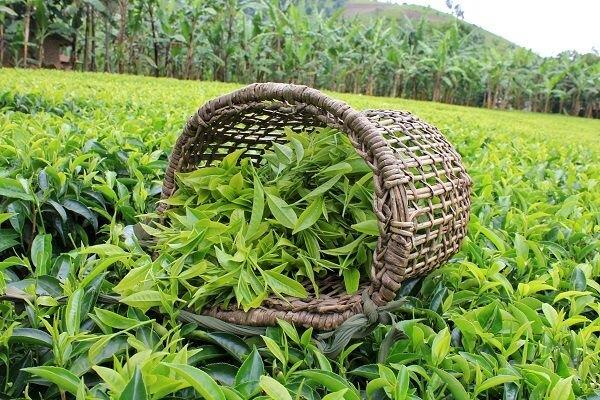 tea
