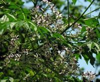 نهال زبان گنجشک