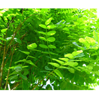 اقاقیا پیوندی