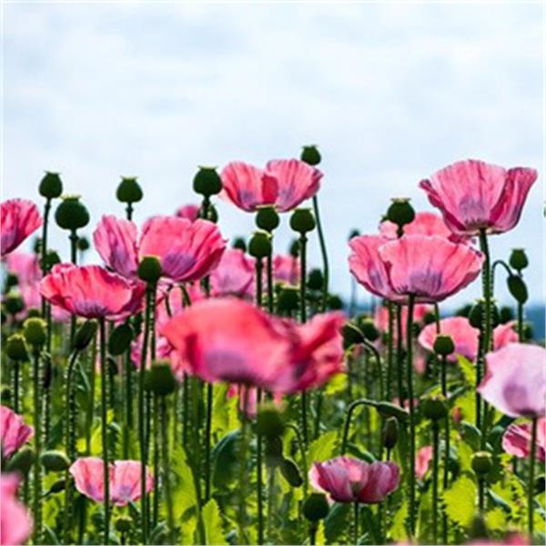 گل و گیاه زینتی