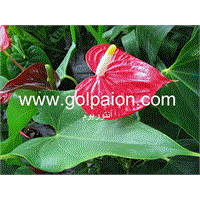 گل آپارتمانی آنتوریوم