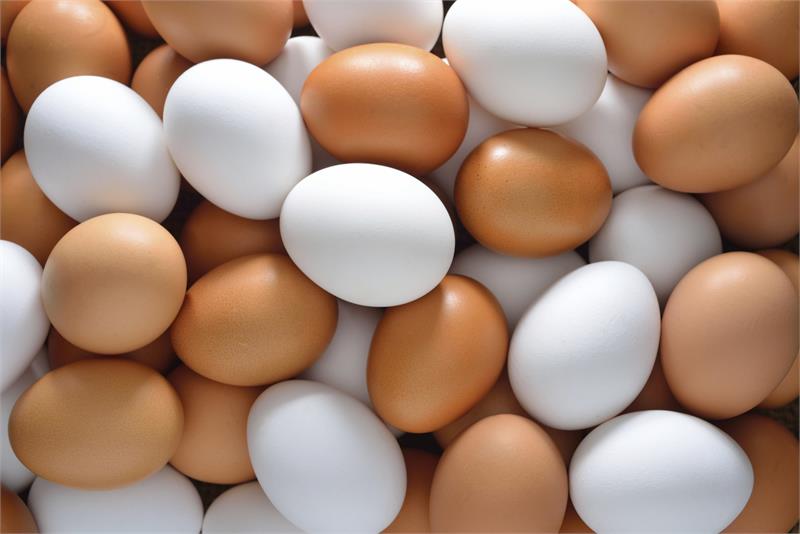 تخم‌مرغ ایران برای صادرات به قطر گران است