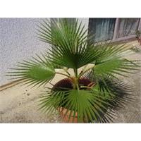 درختچه زینتی نخل