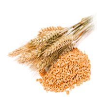 حمل و نقل آرد/گندم