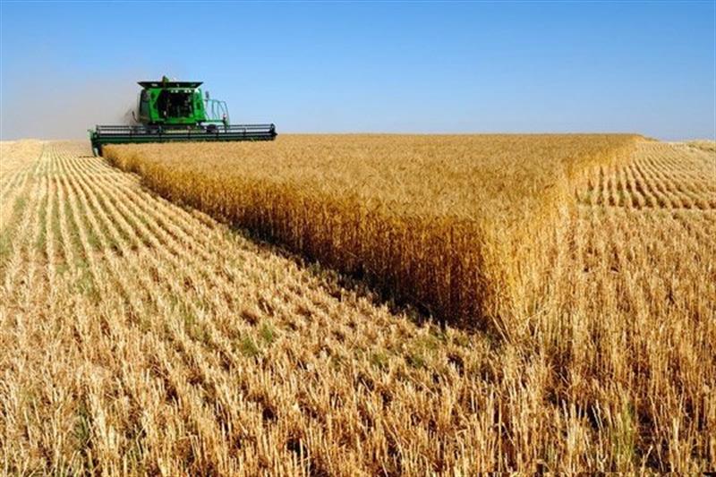 افزایش ۴ درصدی قیمت جهانی گندم/صادرات ۶۰ درصد رشد کرد