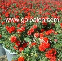 گل  رز شاخه ایی