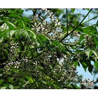 نهال زبان گنجشک