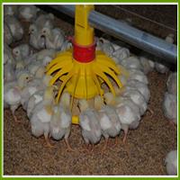 دانخوری مرغ گوشتی