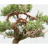 سرو نقره ای کوچک