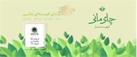 تی رینک