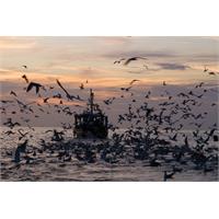 تور قشم آژانس فلامینگو