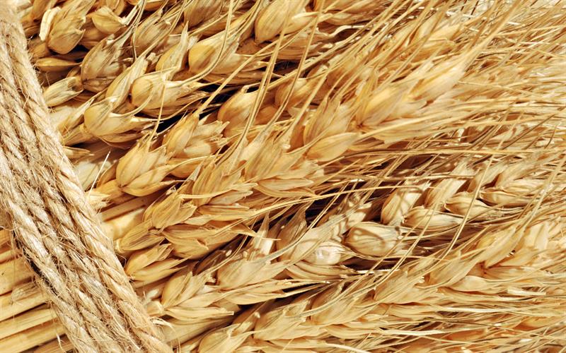 عرضه ۵۰ هزار تن گندم و جو در قالب طرح قیمت تضمینی در بورس کالا
