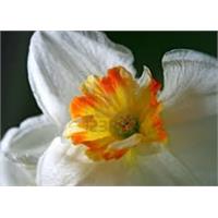 گل پیازی نرگس شیرازی