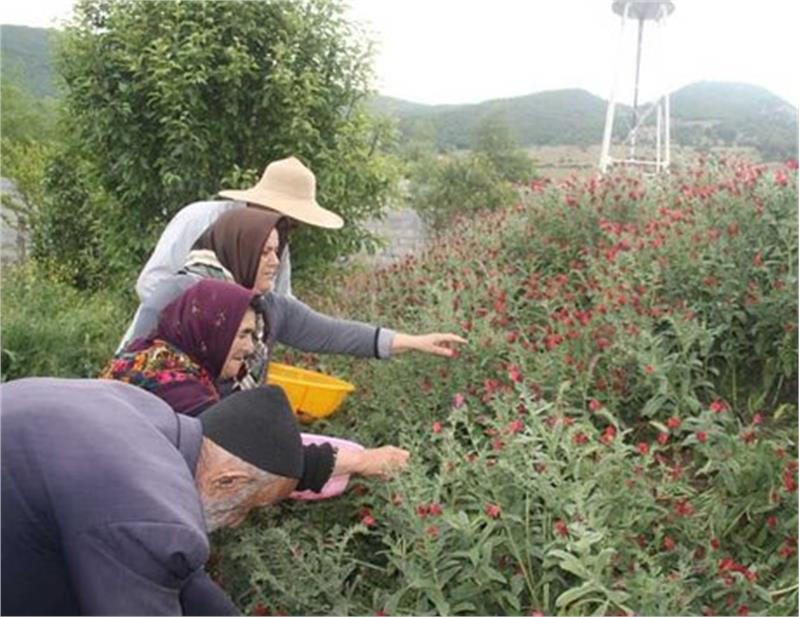 سطح زیر کشت گیاهان دارویی در کشور ۱۵۰ هزار هکتار است