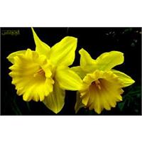 گل پیازی نرگس شیرازی